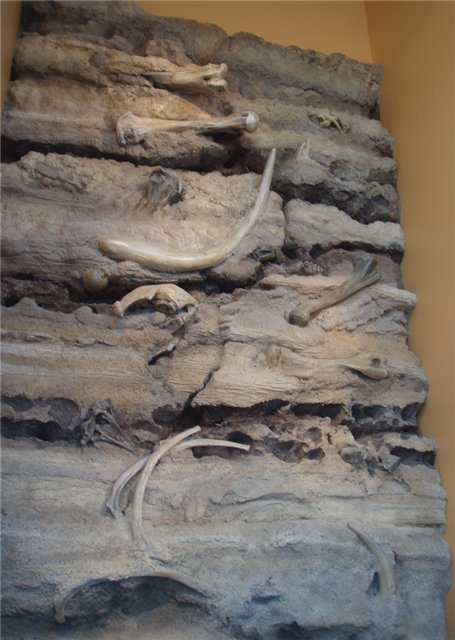 Стратиграфический разрез одного из плейстоценовых местонахождений Запада США. Хорошо видны слои осадочных пород с сохранившимися в них ископаемыми костями крупных млекопитающих.